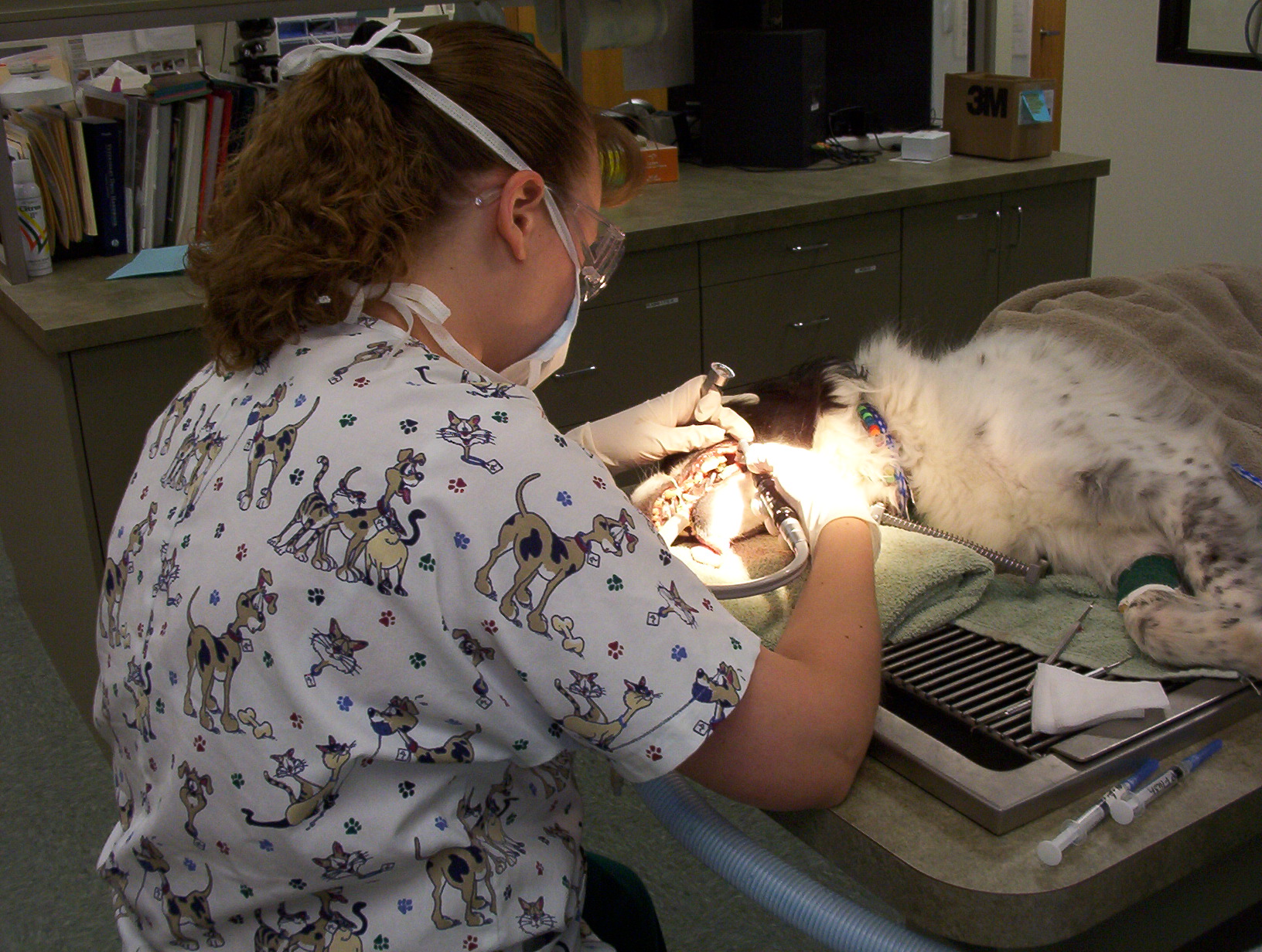 St. Boni Pet Hospital Tour Our Clinic